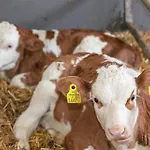 Lahner