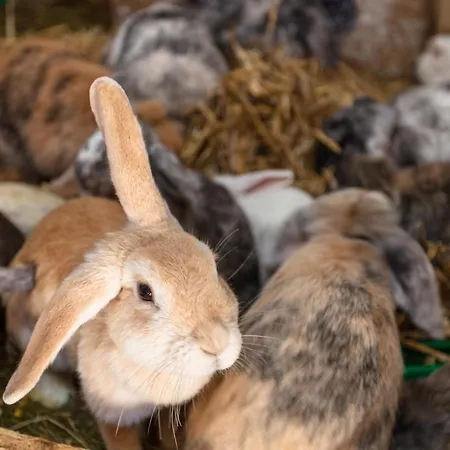 아파트 Lahner 브람베르크 암 빌트코겔