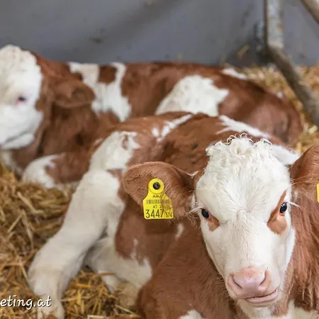 Lahner 브람베르크 암 빌트코겔