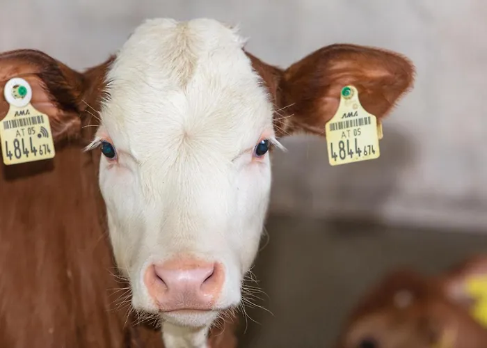 Lahner Bramberg am Wildkogel