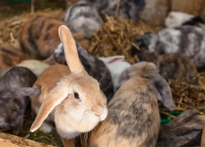 Appartamento Lahner Bramberg am Wildkogel