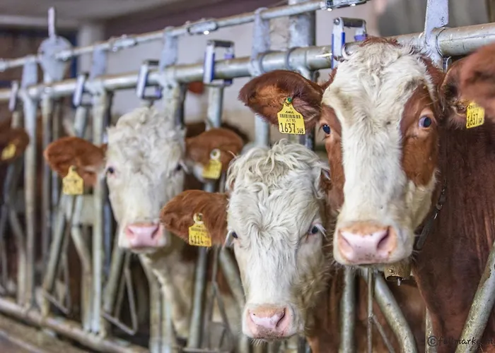 Appartamento Lahner *